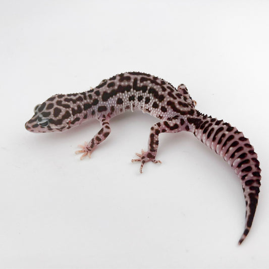 スーパーマックスノー