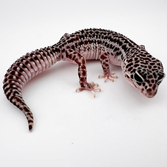 スーパーマックスノー