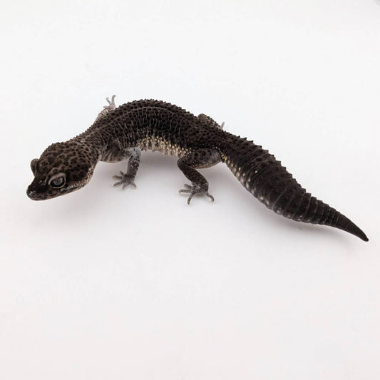 ブラックナイト