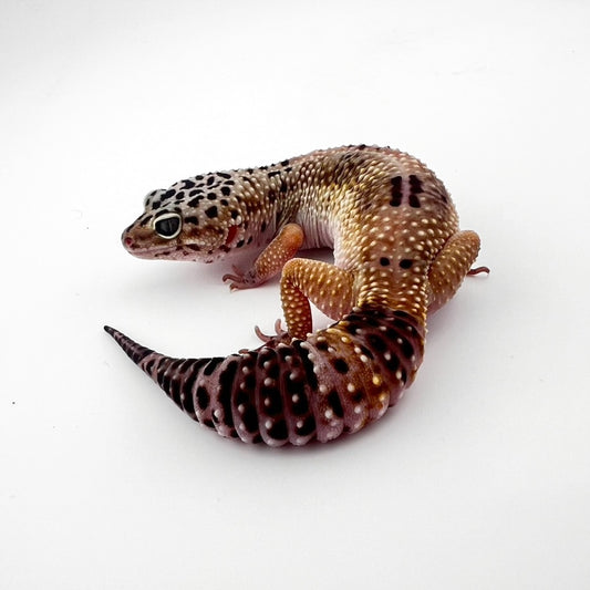 ブラックナイト