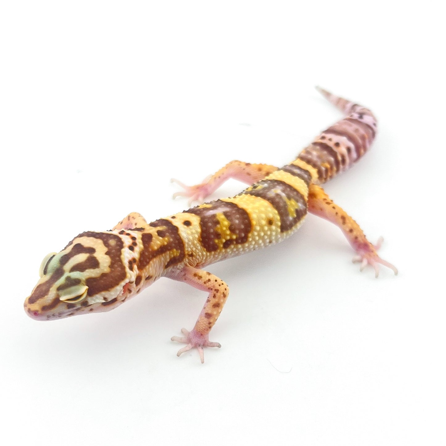 レーダー（ソリッド）