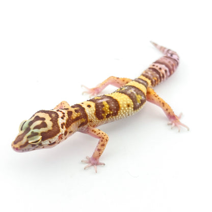 レーダー（ソリッド）