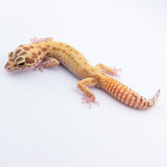 ラプター（ソリッド）