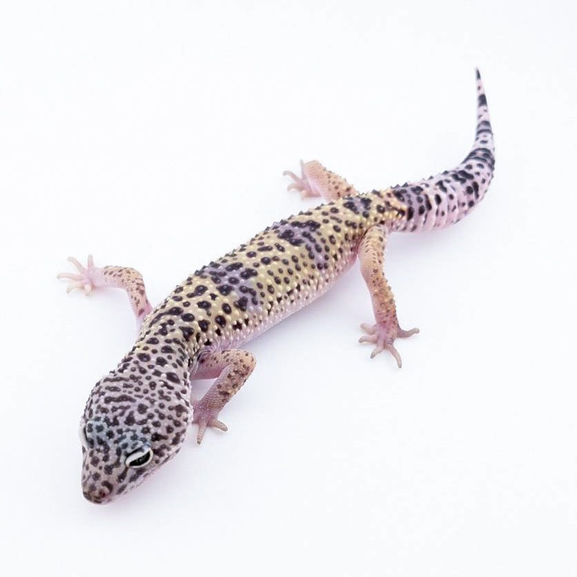 ファスキオラータ