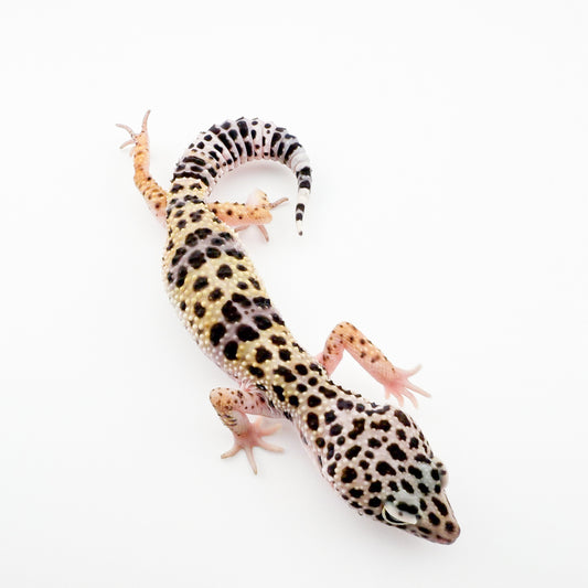モンタヌス