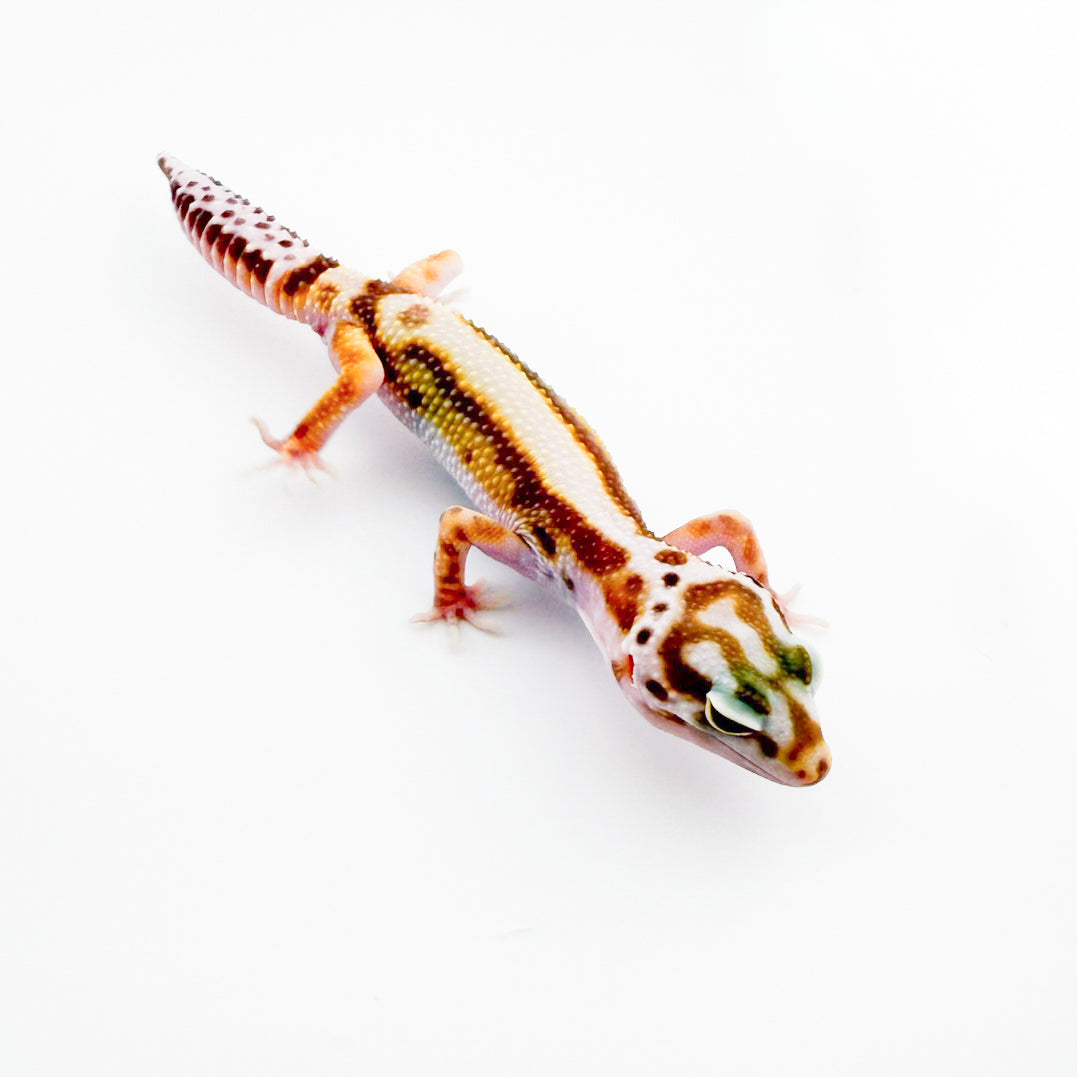 WYトレンパーボールドストライプマックスノー