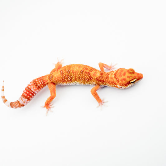 ブルーアンバーアイ