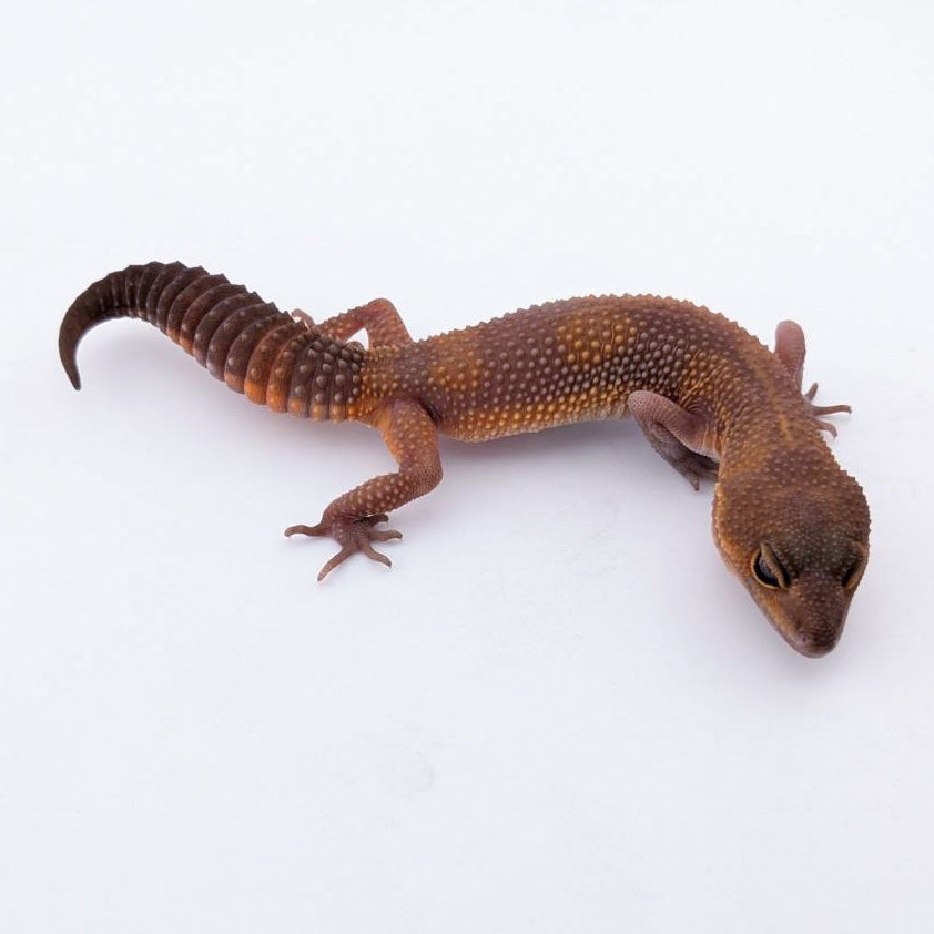 ラヴァブラックナイト