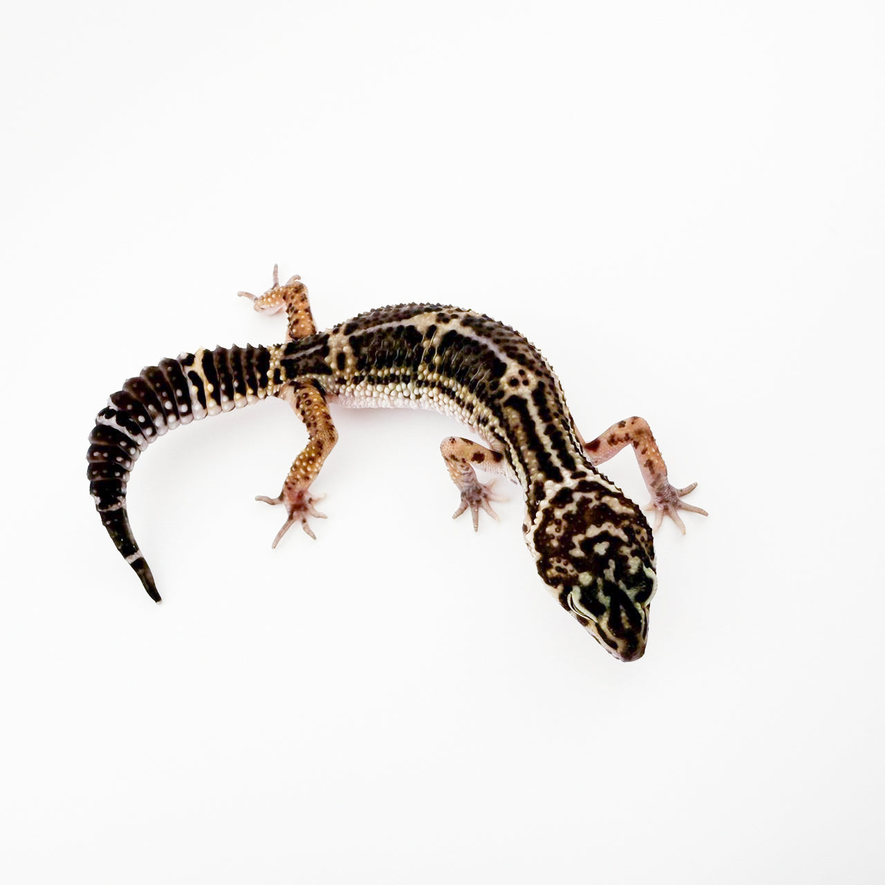 ブラックナイト