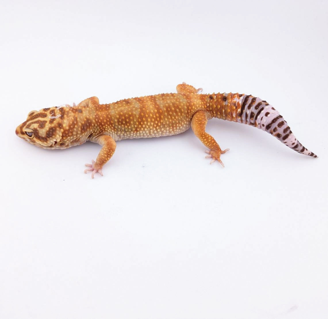 ボールドブラッドトレンパージャイアント