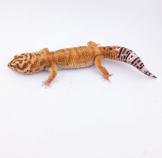 ボールドブラッドトレンパージャイアント