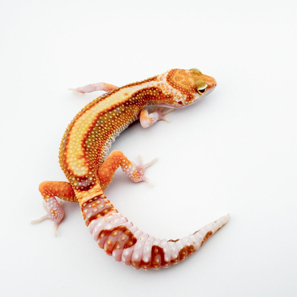 ブラックウォーターエクリプス