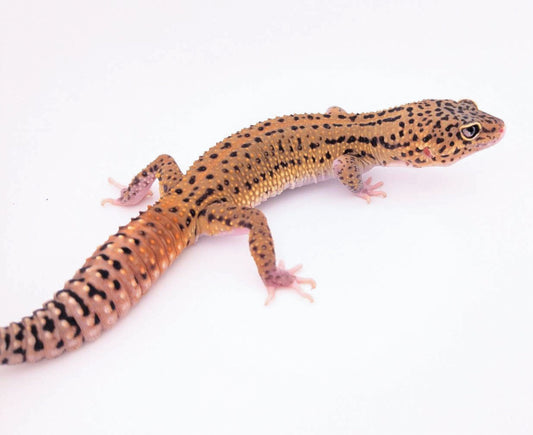 マンダリンブラックナイトエクリプスhetレインウォーター