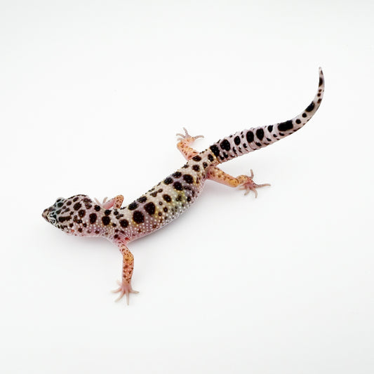 トルクメニクス