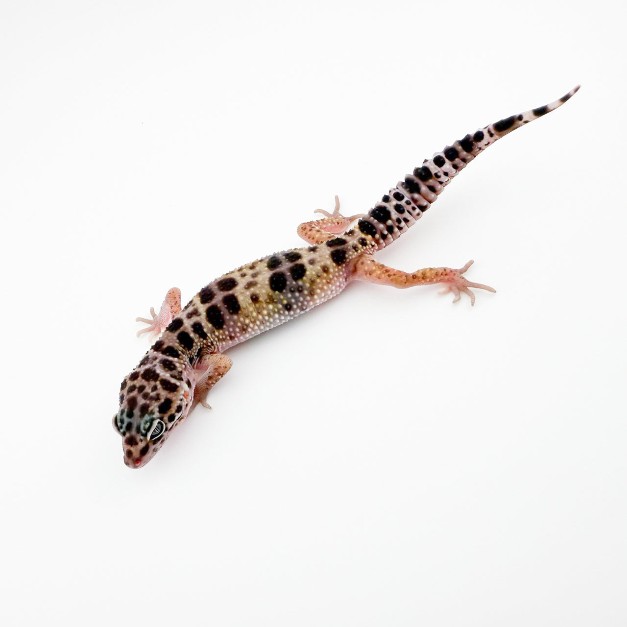 トルクメニクス