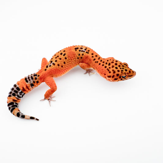 ブラッドメラニスティッククロス