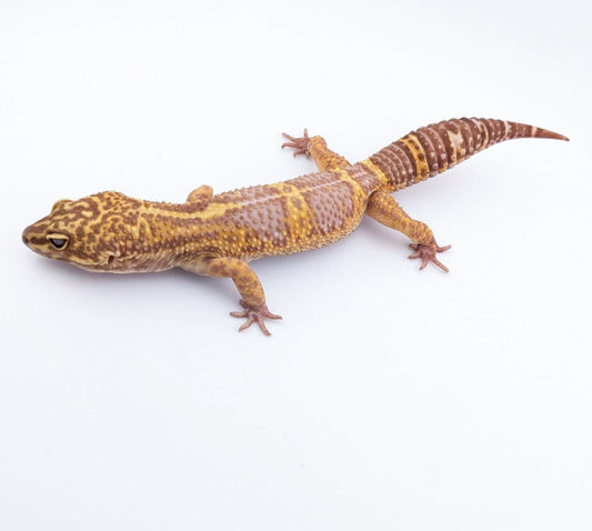 メラニスティックトレンパー