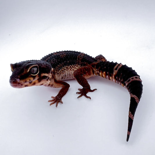 ブラックナイト