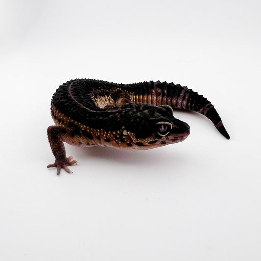 ブラックナイト