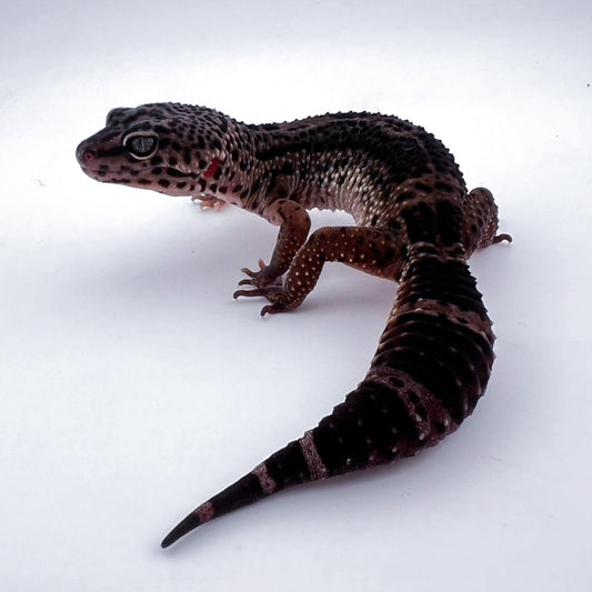 ブラックナイト