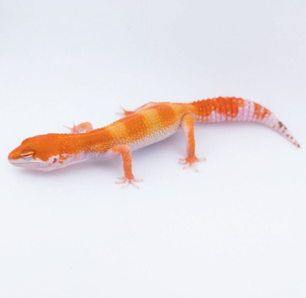 W＆Yレッドデビル