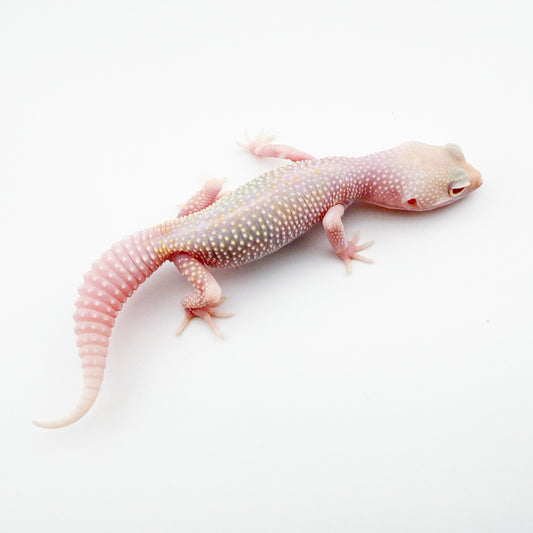 スノーホワイトナイト