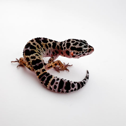 アフガン×パキスタン