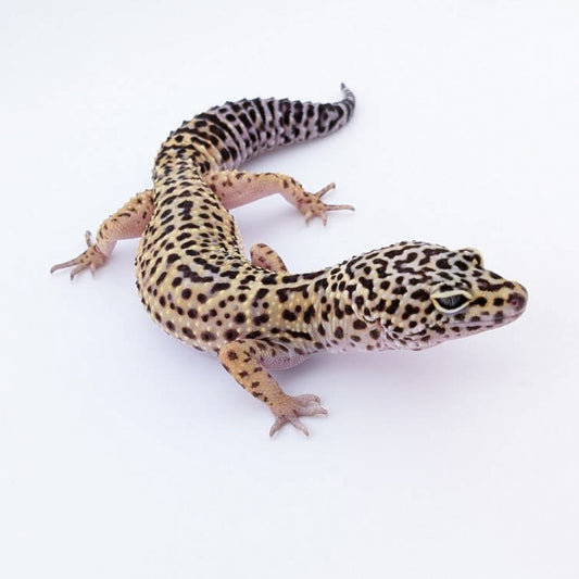 マックスノーPhホワイトナイト