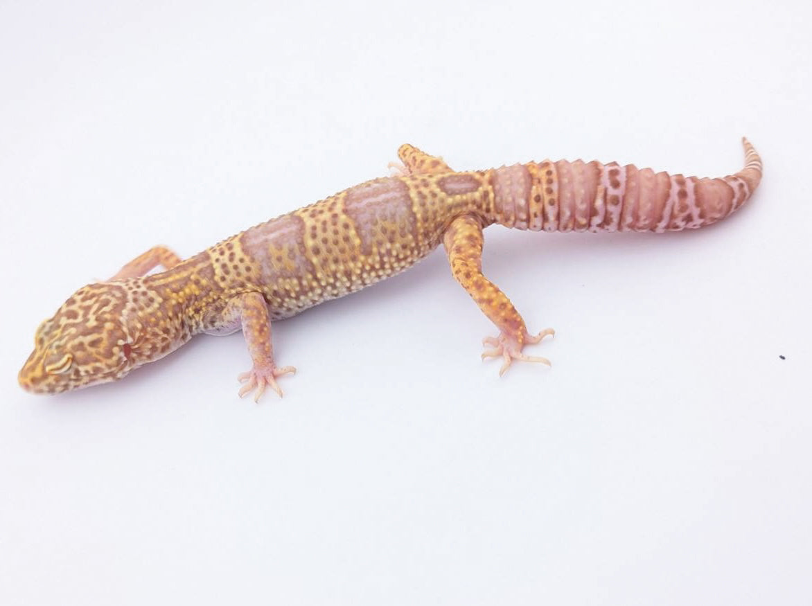 スノーベルhetホワイトナイト