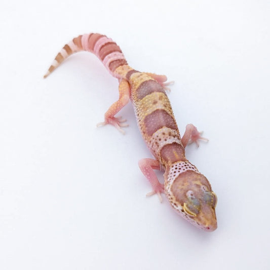 スノーレーダー