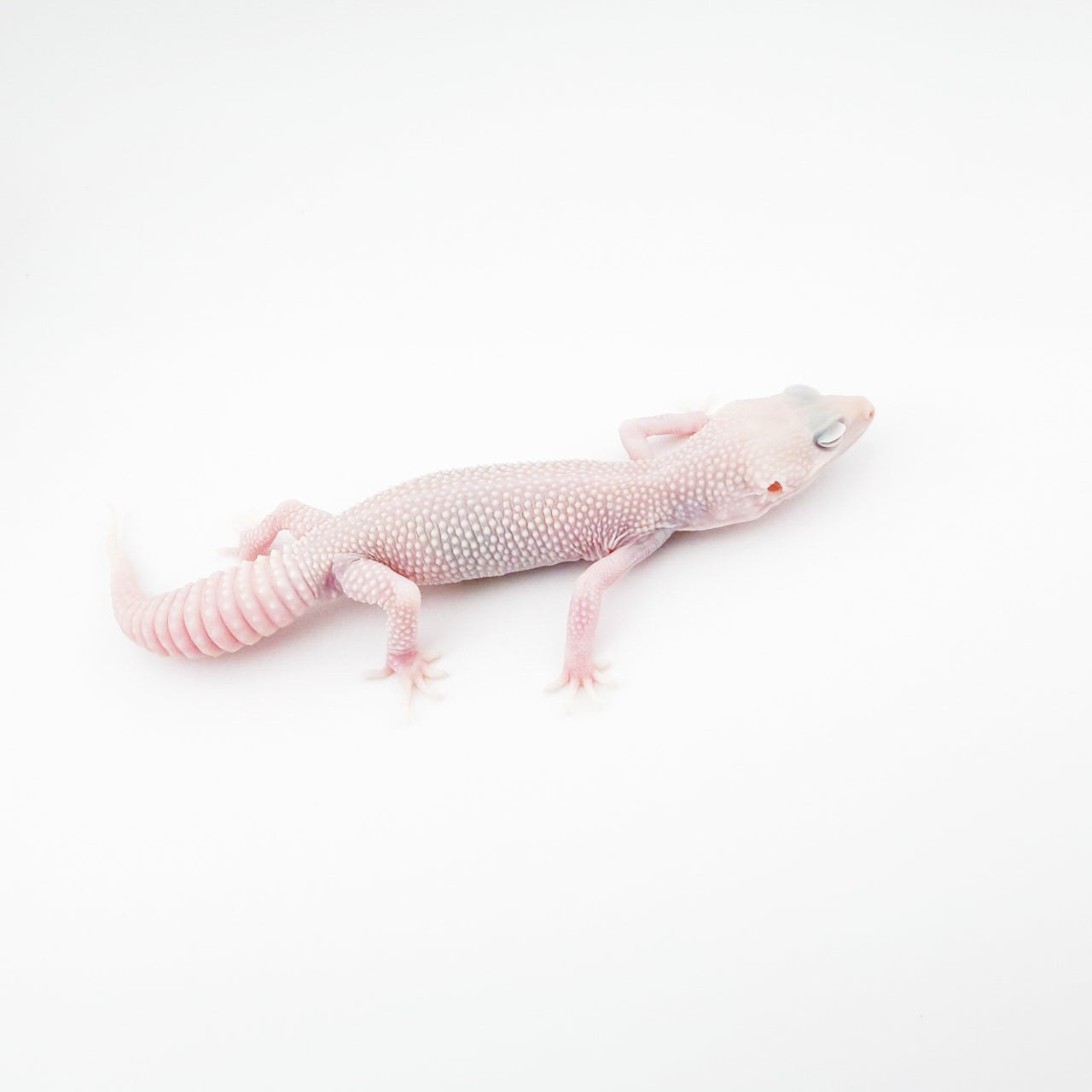 スーパーイエティ