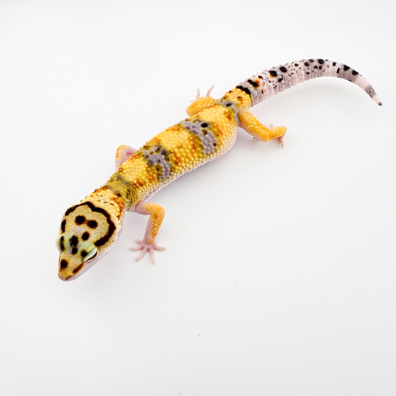 スノーイエティ