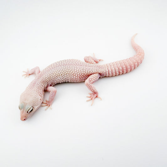 スノーイエティ