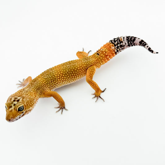 ブラックブラッドphトレンパー