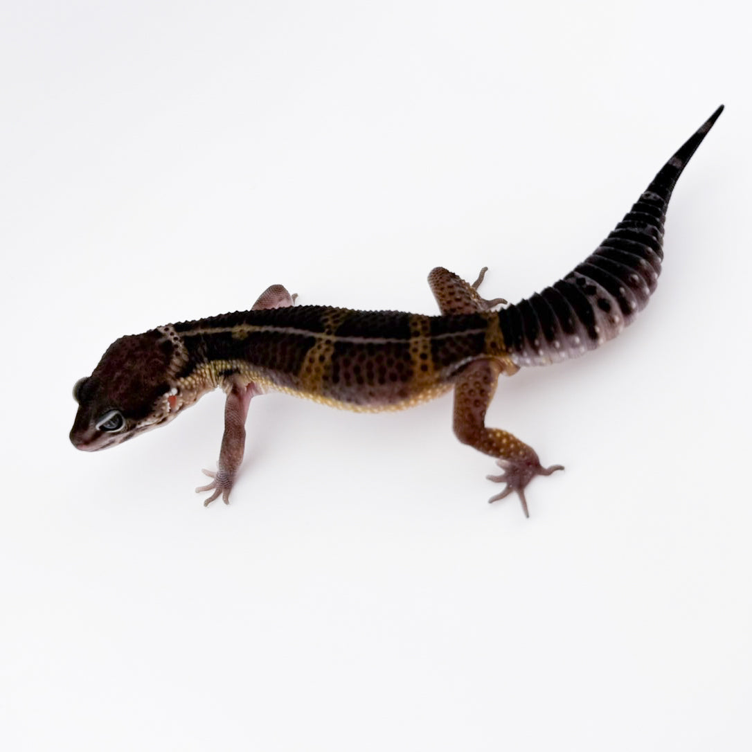 ブラックナイト