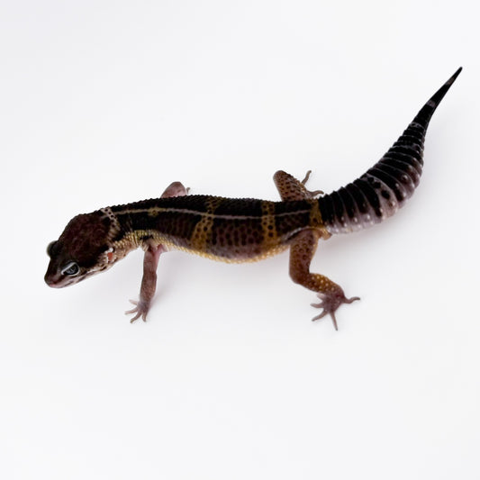 ブラックナイト