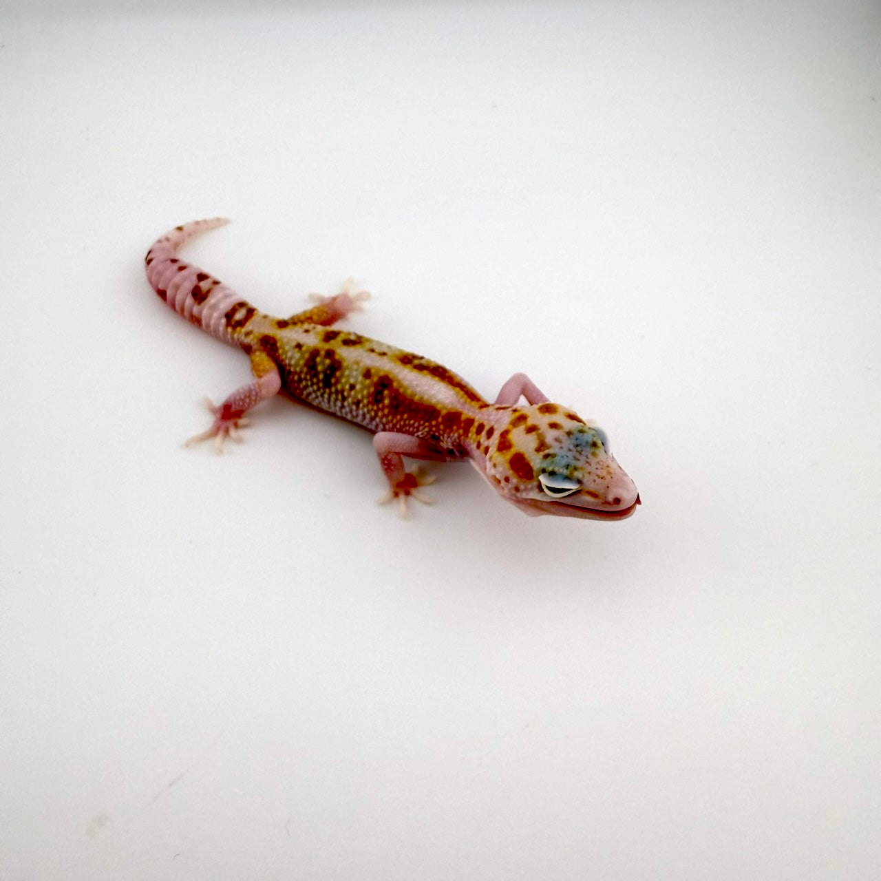 スノーラプター