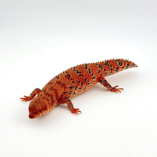 ヒガシピルバラ