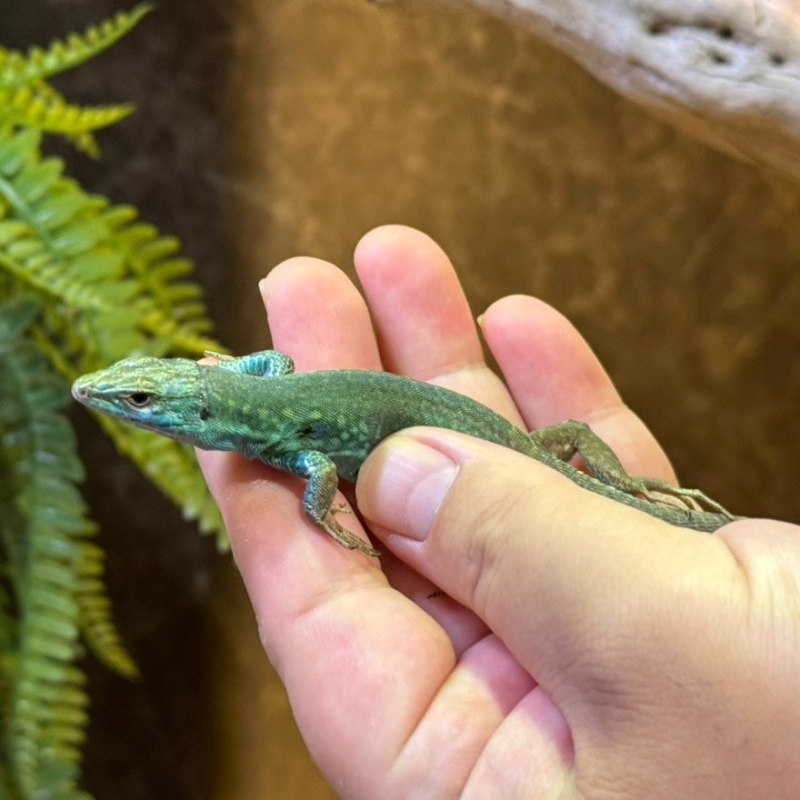 クレンメリーカベカナヘビ