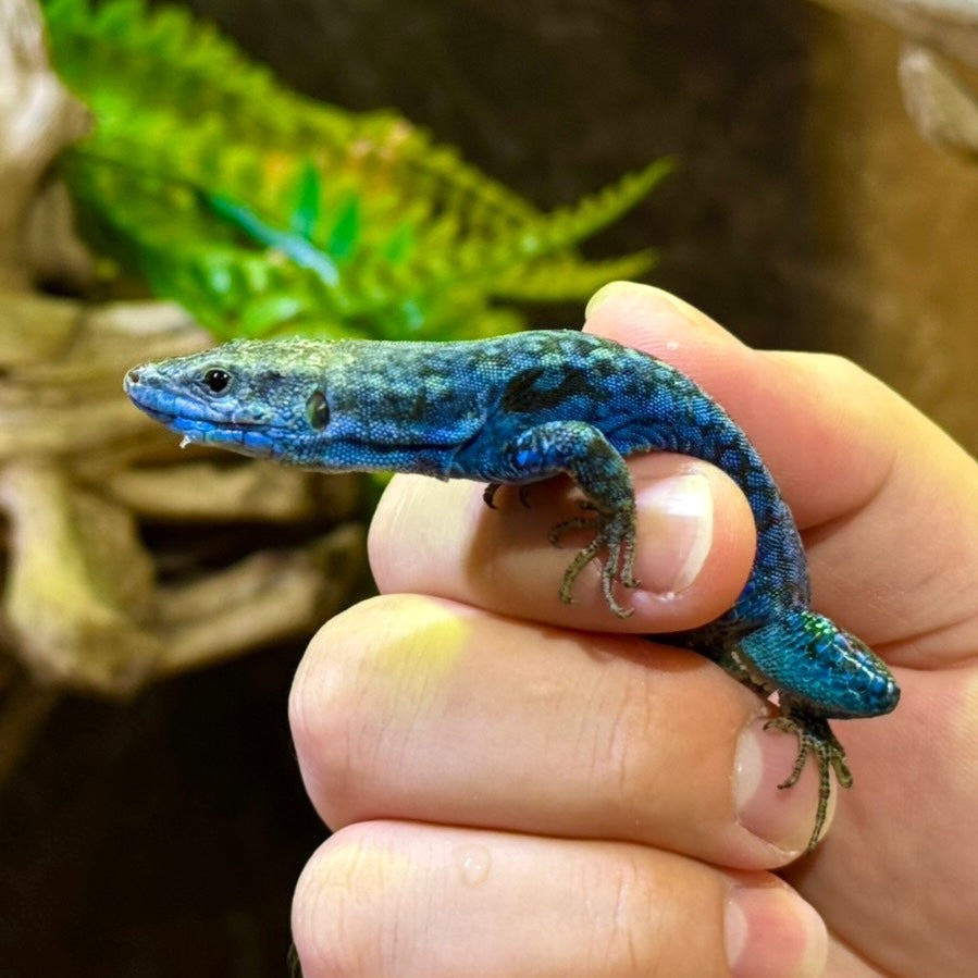 ポーラーカベカナヘビ