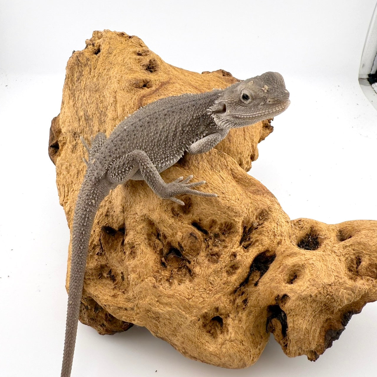 フトアゴヒゲトカゲ　ゼロ