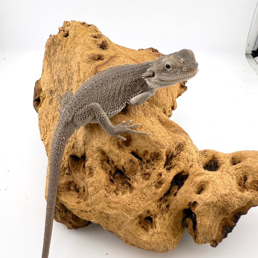 フトアゴヒゲトカゲ　ゼロ