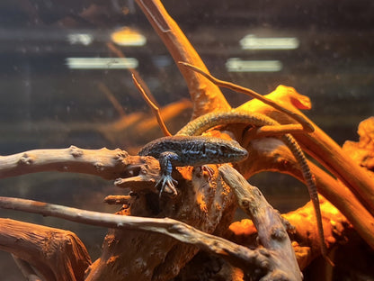 タゴマゴカベカナヘビ