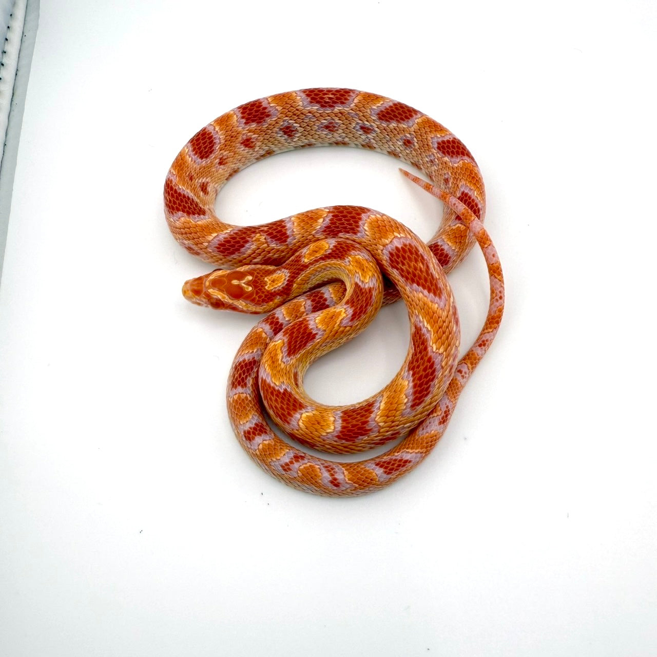 リバースオケッティ