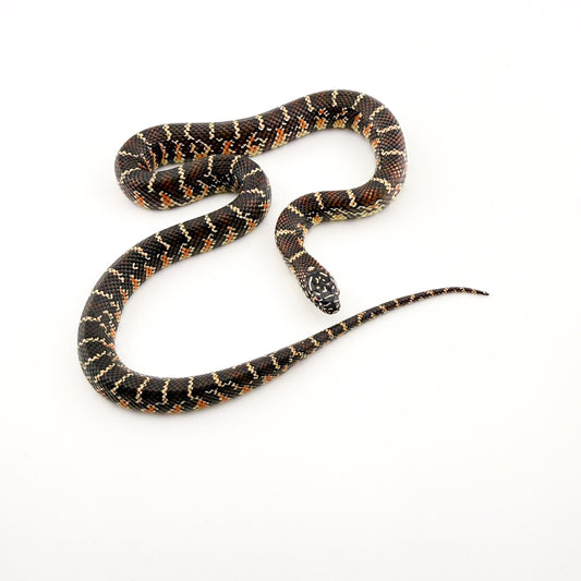 フロリダキングスネーク