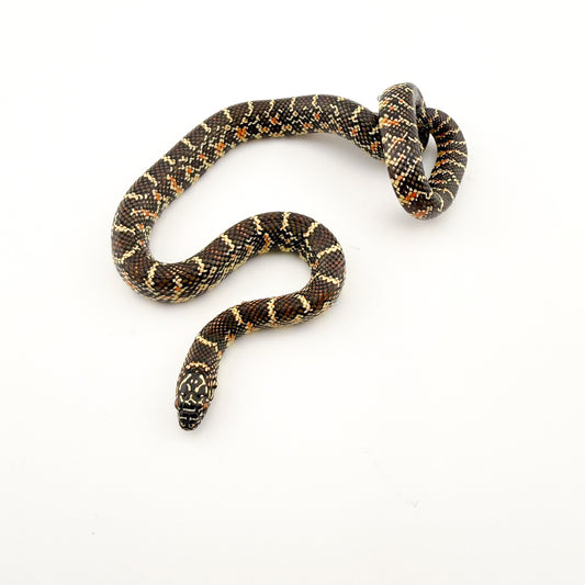 フロリダキングスネーク