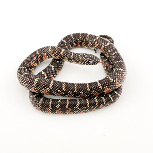 フロリダキングスネーク