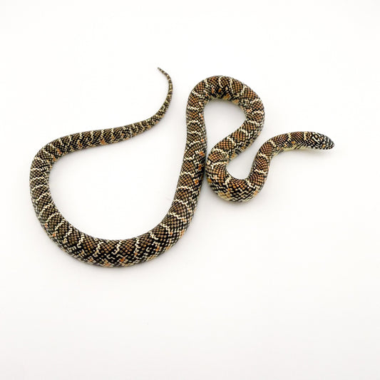 フロリダキングスネーク