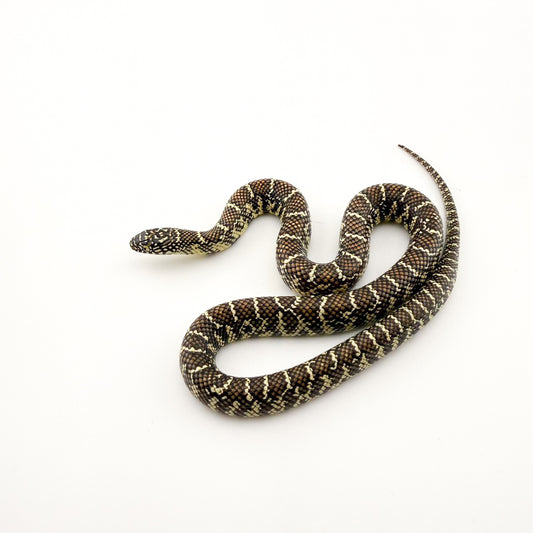 フロリダキングスネーク