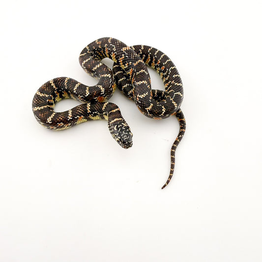 フロリダキングスネーク